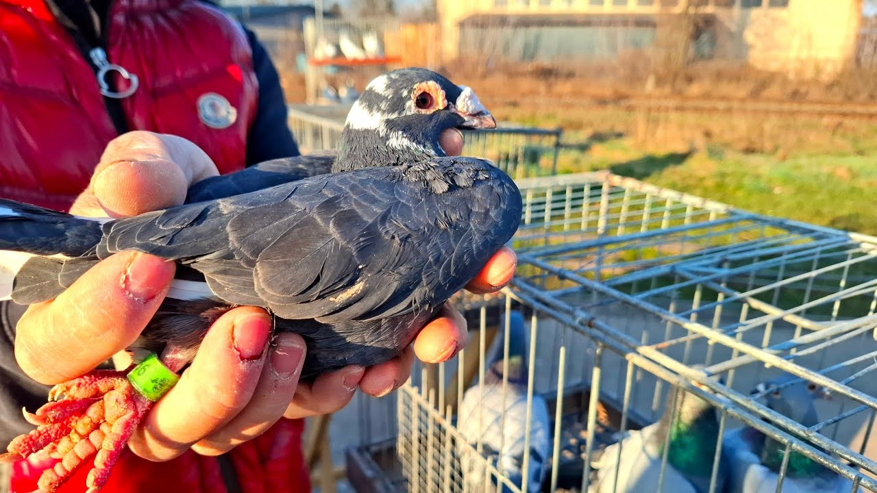 TARG STARACHOWICE 4.04.2026 (gołębie) Część 1 #pigeon #gołębie #birds 