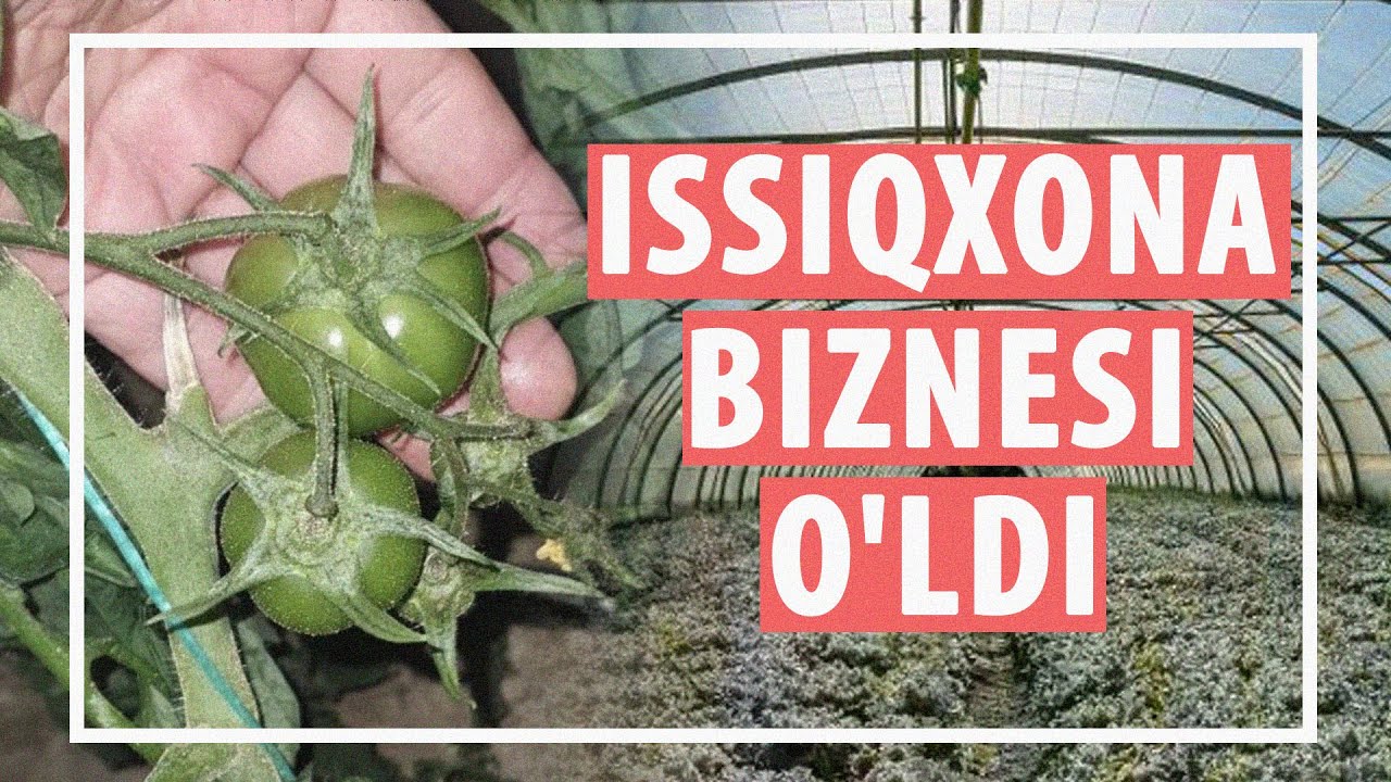 2023 yakuni: Issiqxonalarni sovuq urdi - tadbirkorlar foydasiz qoldi