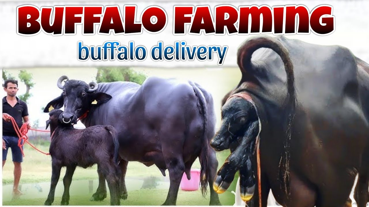 Buffalo farming|buffalo delivery ఎప్పుడు🐃#buffalo#farming#dairyfarm#dairy#buffalobusiness#milk#viral