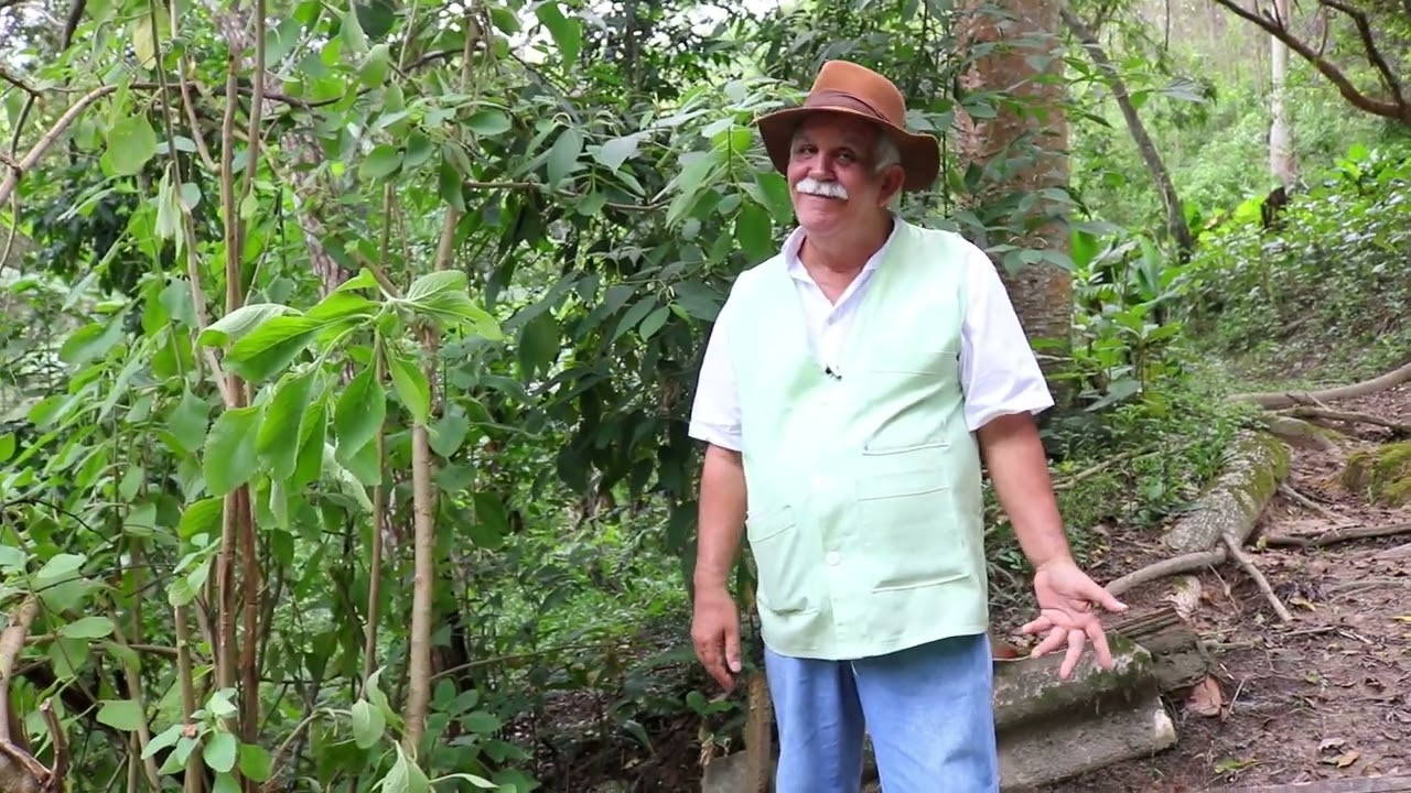 PAULO DAS ERVAS, O BOLDO &Eacute; VENENOSO?