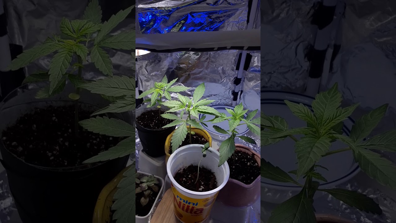 How to build a cheap grow box