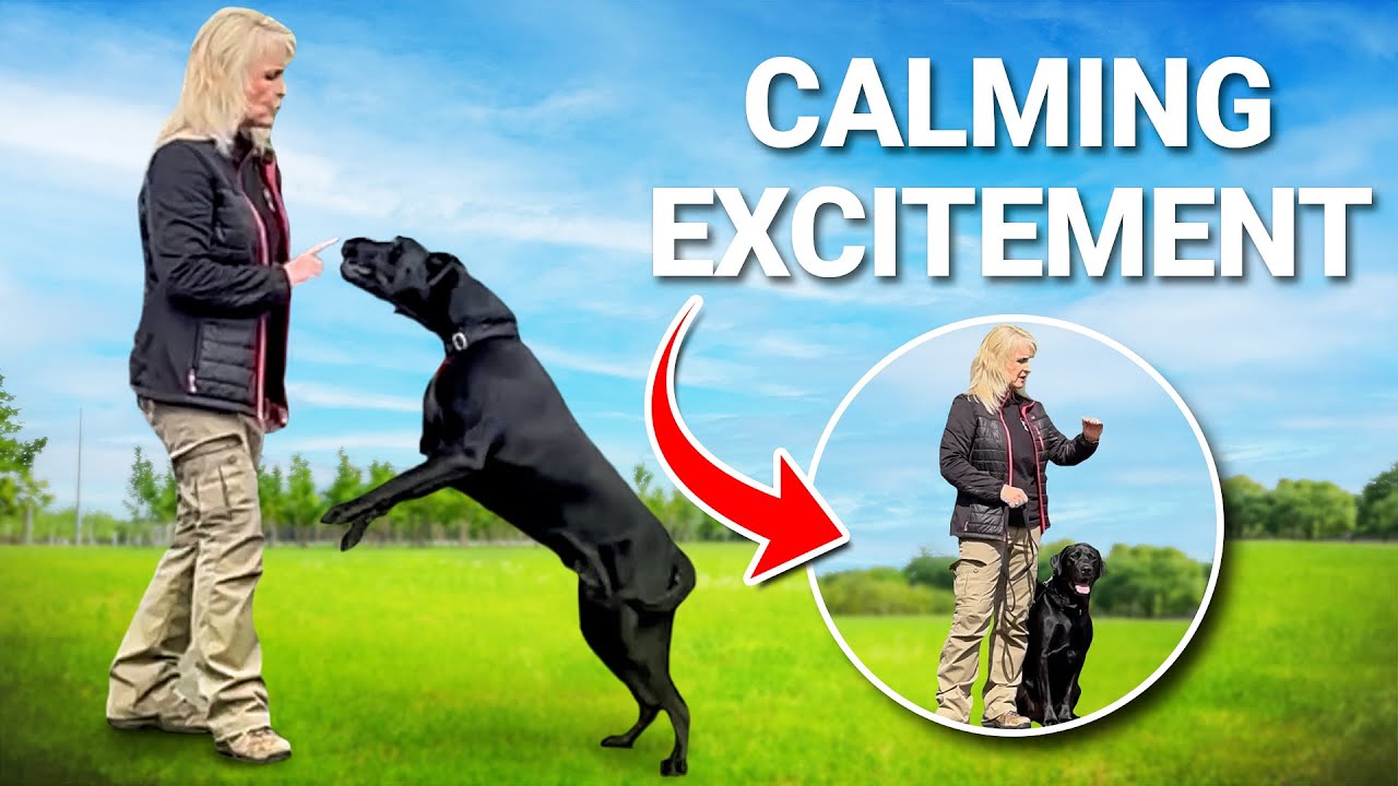 I Trained This Dog to STAY CALM in New Environments