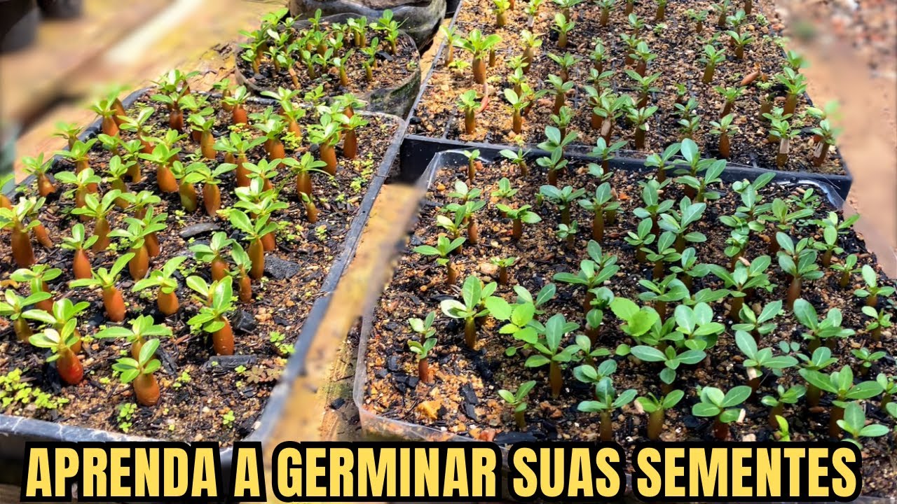 ✔️APRENDA A GERMINAR SUAS SEMENTES E ADUBAR SUAS MUDINHAS DE ROSAS DO DESERTO!