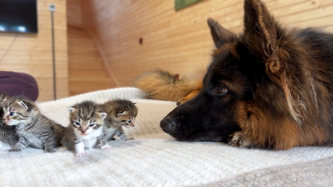 Kittens Snuggle Up to Their German Shepherd to Fall Asleep
