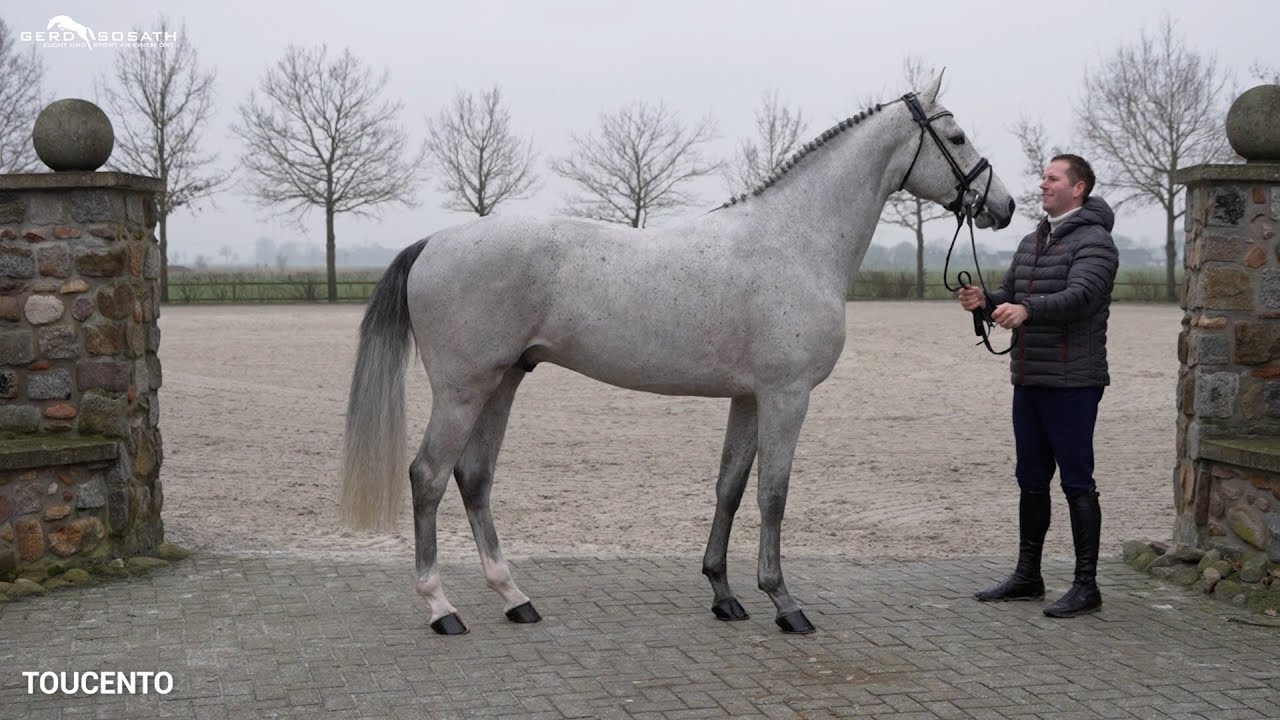 Toucento *2018 von Toulon x Cento | Sosath Hengstschau 2023