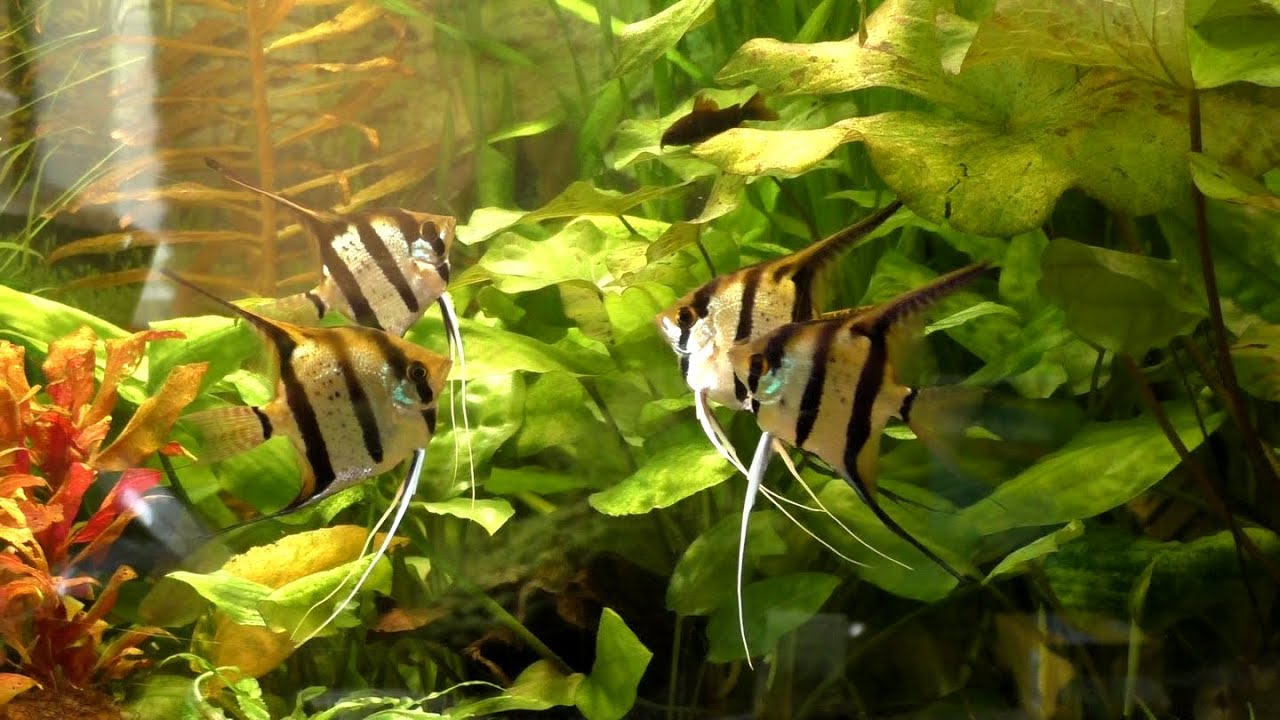 Скалярии Рио Нанай.  Раздел территории.