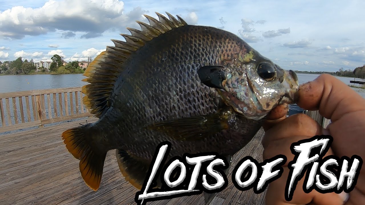 My FIRST TIME Fishing Orlando, Florida (Full Day of Fishing)