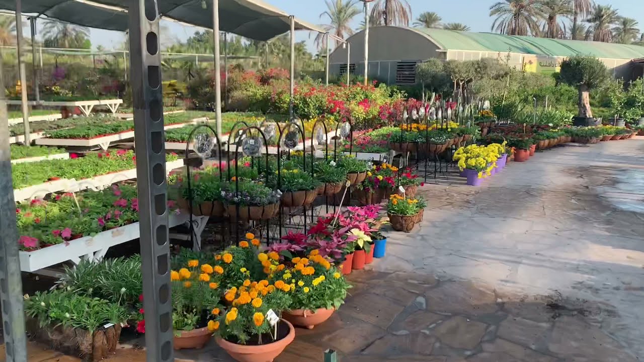 Plant Nursery Dammam 🇸🇦