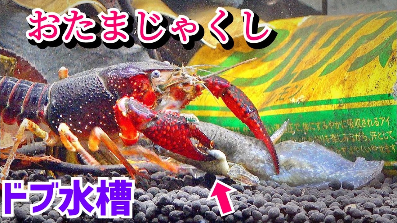 ドブ水槽にウシガエルのオタマジャクシを…【ドブ川水槽７】