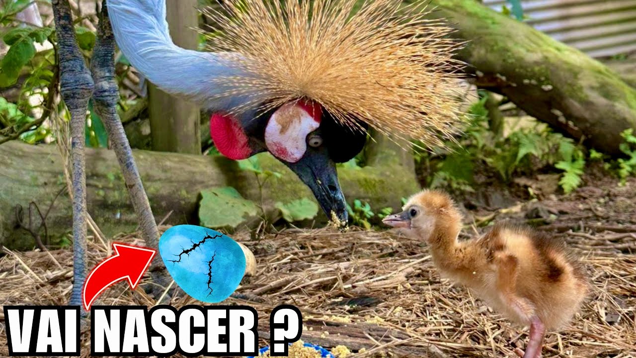 Expectativa pelo nascimento do ovo de grou | Novo ovo raro | Aves Recriar