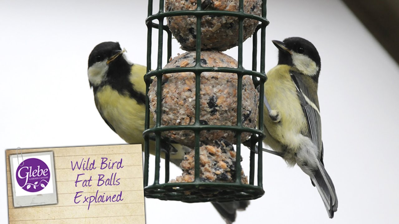 Wild Bird Fat Balls Explained