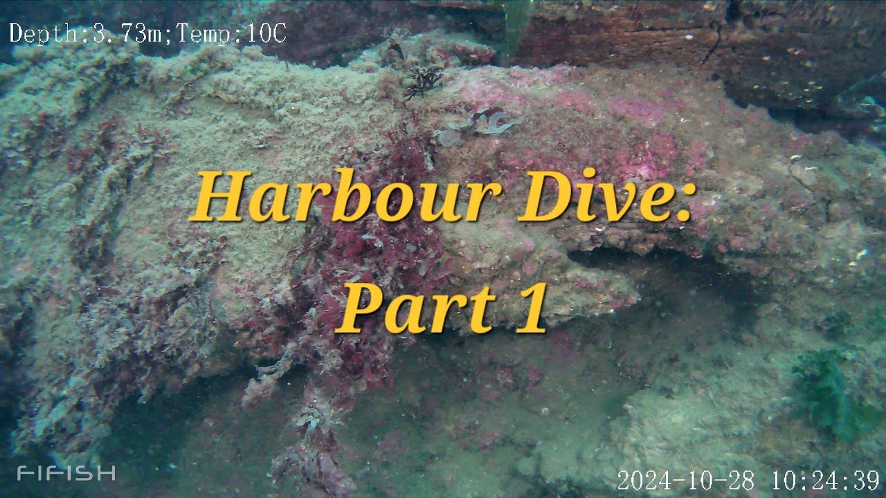 St Abbs Harbour Dive