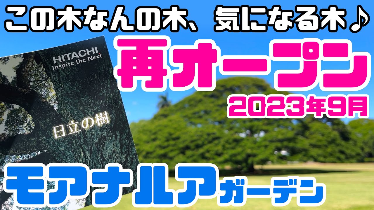 ハワイ この木なんの木の行き方♪「日立の樹」の内側に入ってみた！テレビやCMでおなじみ、ハワイの電車も日立製！人気の観光地 行き方・トイレ情報も【ハワイ最新情報】モアナルアガーデン再開 モンキーポッド
