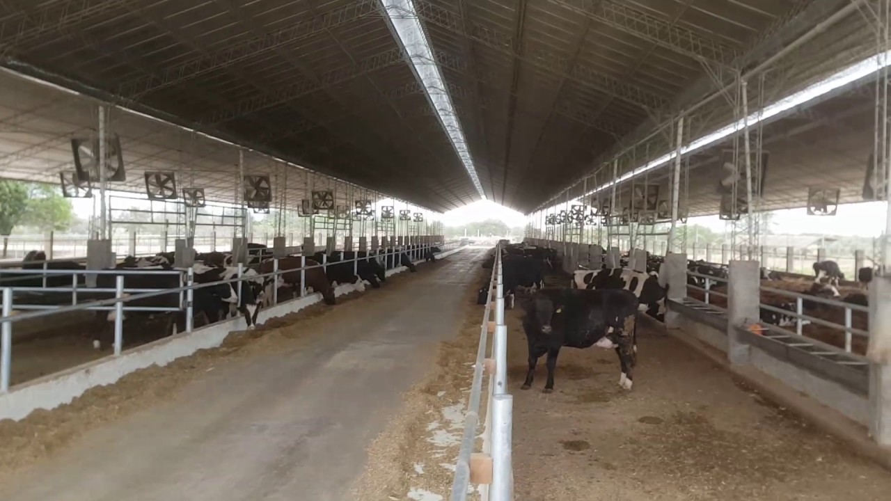 Madriles compost barn
