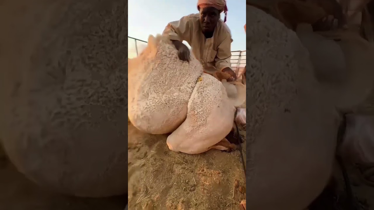 من نتائج علاج الحيل وفحص النوق بجهاز السونار #دكتور_محمد_الشاهد #دكتور_بيطري #camel #veterinary