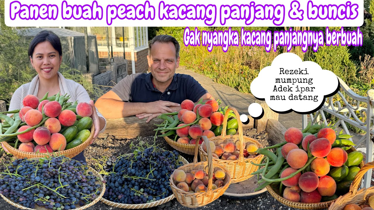 PANEN BUAH PEACH KACANG PANJANG & BUNCIS || GAK NYANGKA KACANG PANJANG NYA BERBUAH