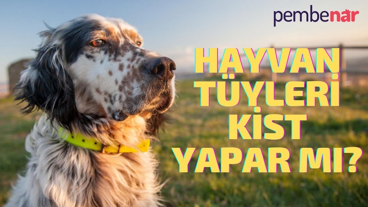 HAYVAN TÜYLERİ KİST YAPAR MI? | Op. Dr. Burcu Kardaş Arslan