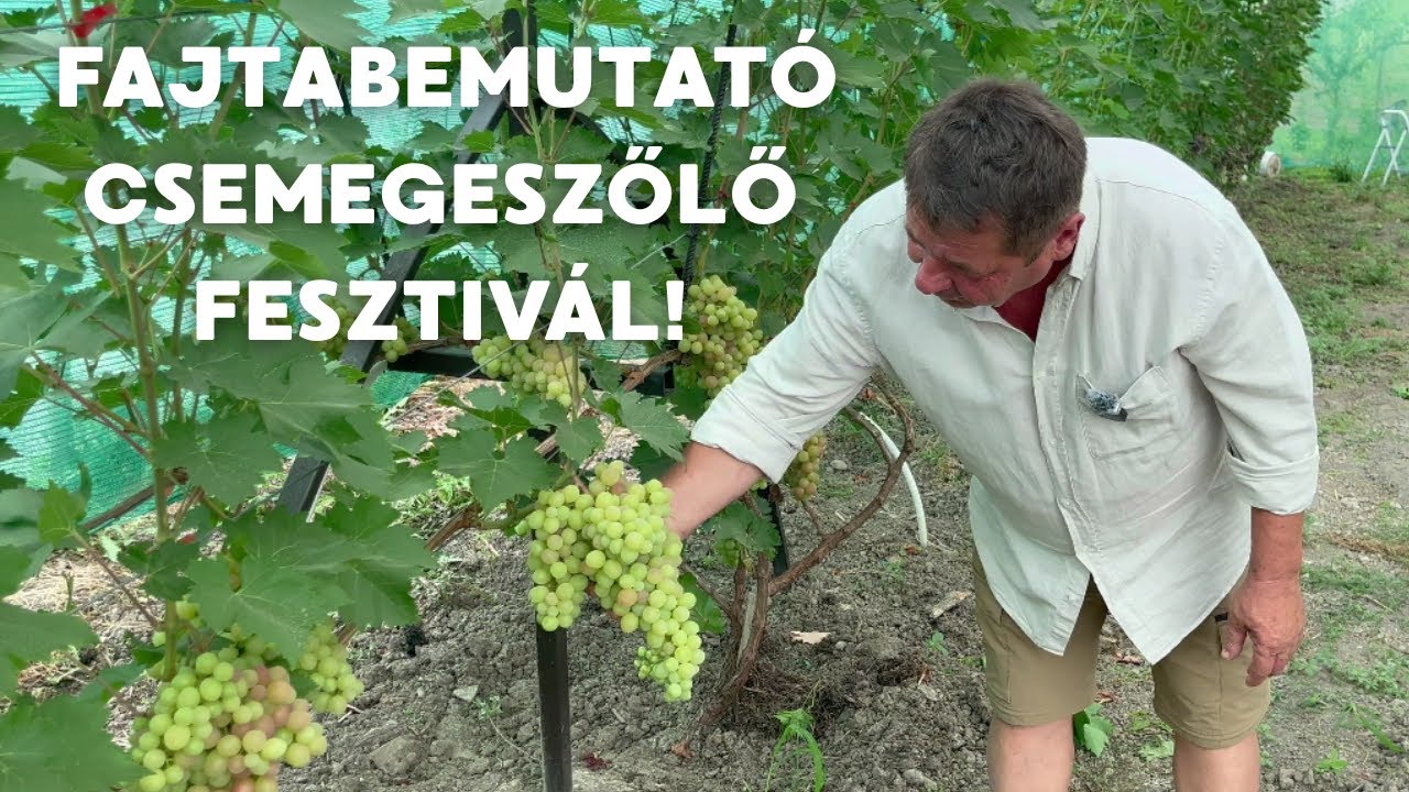CSEMEGESZŐLŐ FESZTIVÁL!!! / ÚJ SZŐLŐFAJTÁK BEMUTATÁSA