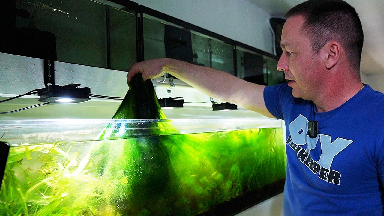Saving 4 of my aquariums - How i maintain my fish tanks - the king of DIY