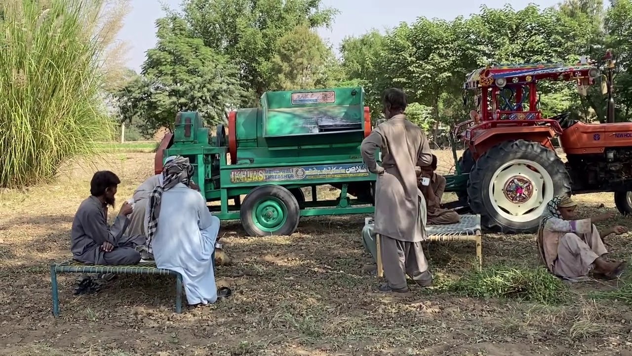 Peanut harvesting in my village Talagang //Pind vlog 4 // Pakistan