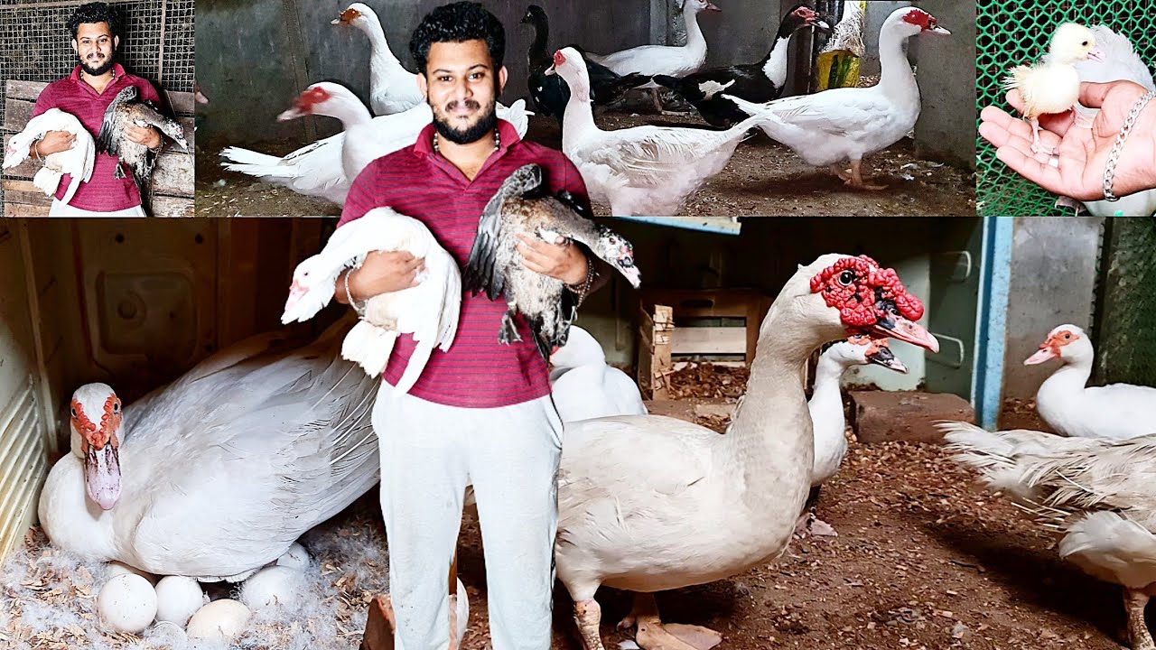 മണി താറാവുകൾ നൽകുന്ന മികച്ച വരുമാനം | Flying Duck | Mascovy Duck | Farming Malayalam