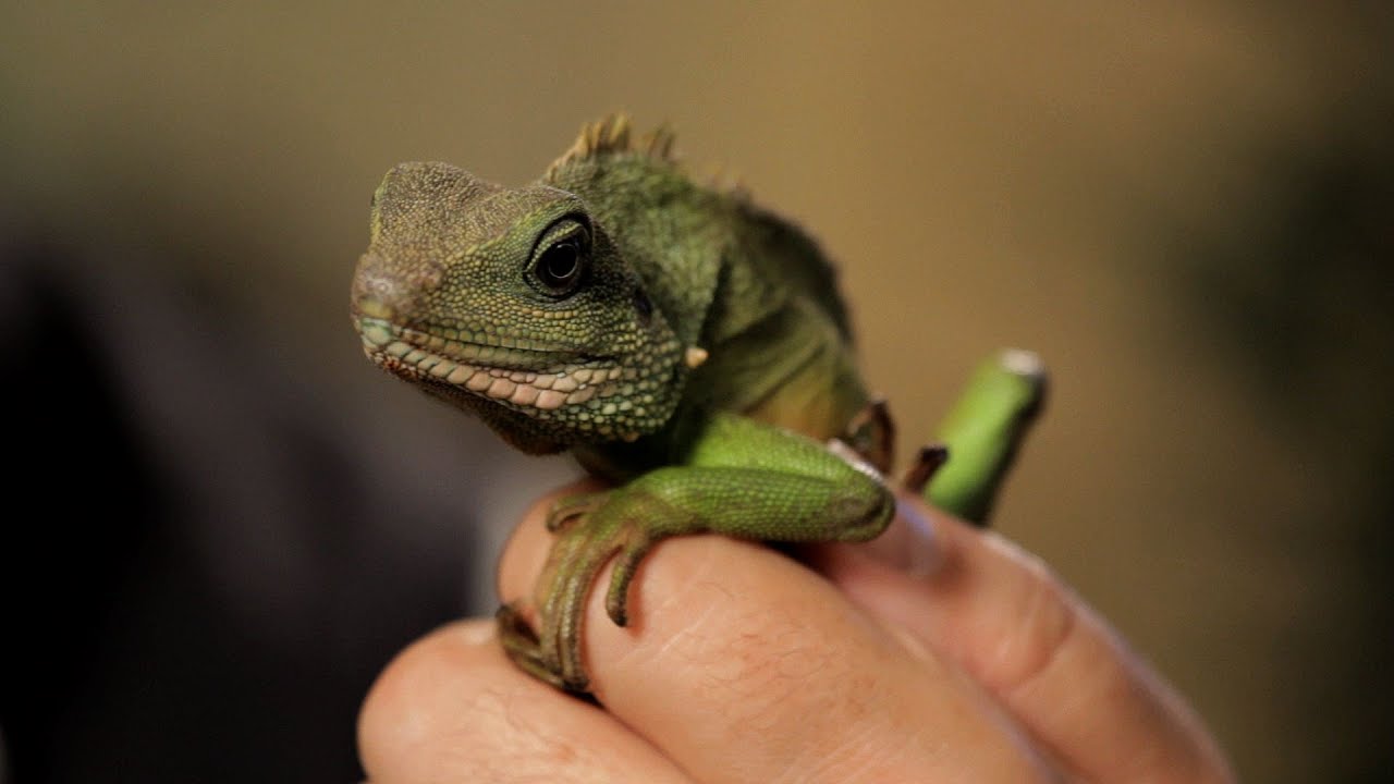 5 Care Tips for Chinese Water Dragons | Pet Reptiles