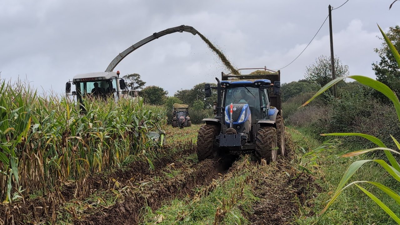 ensilage de maïs en Normandie 🇫🇷 2024 conditions difficiles