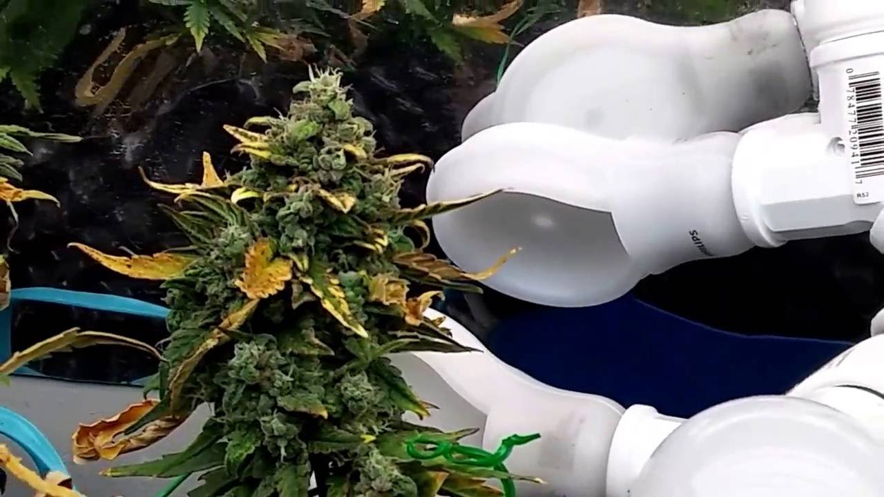 Critical Nevilles Haze Auto