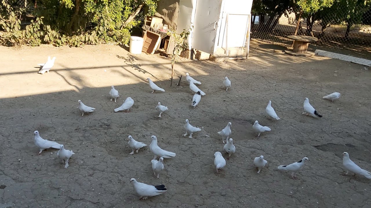 #bakigoyercinleri2020 Maştağali Vaqif Kişinin Göyərçinləri #goyecinler2020 #pigeonsbaku