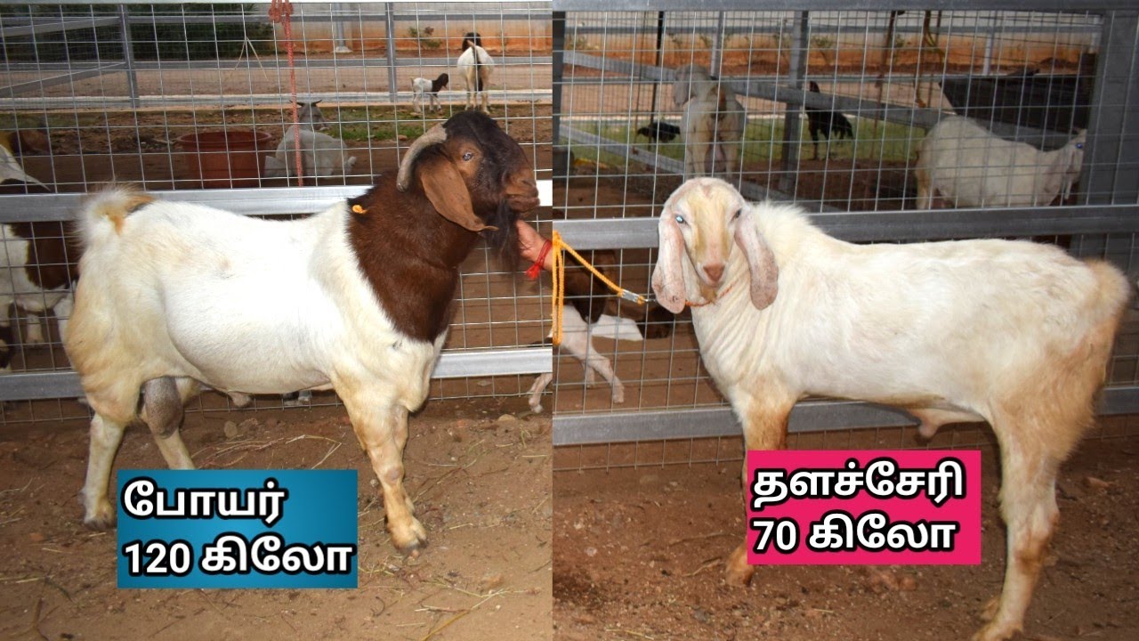 அதிக எடை கொண்ட போயர் தளச்சேரி ஆடுகள் | Kavishnashree Goat farm
