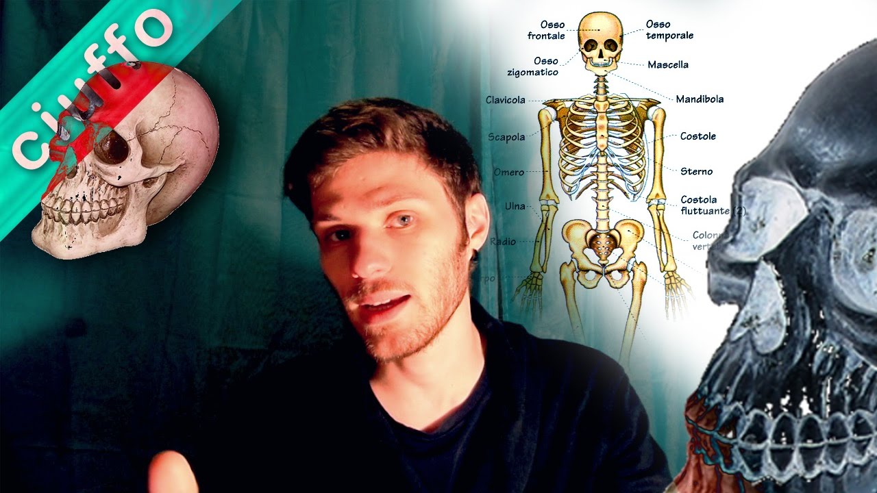 Anatomia: lo SCHELETRO e le OSSA
