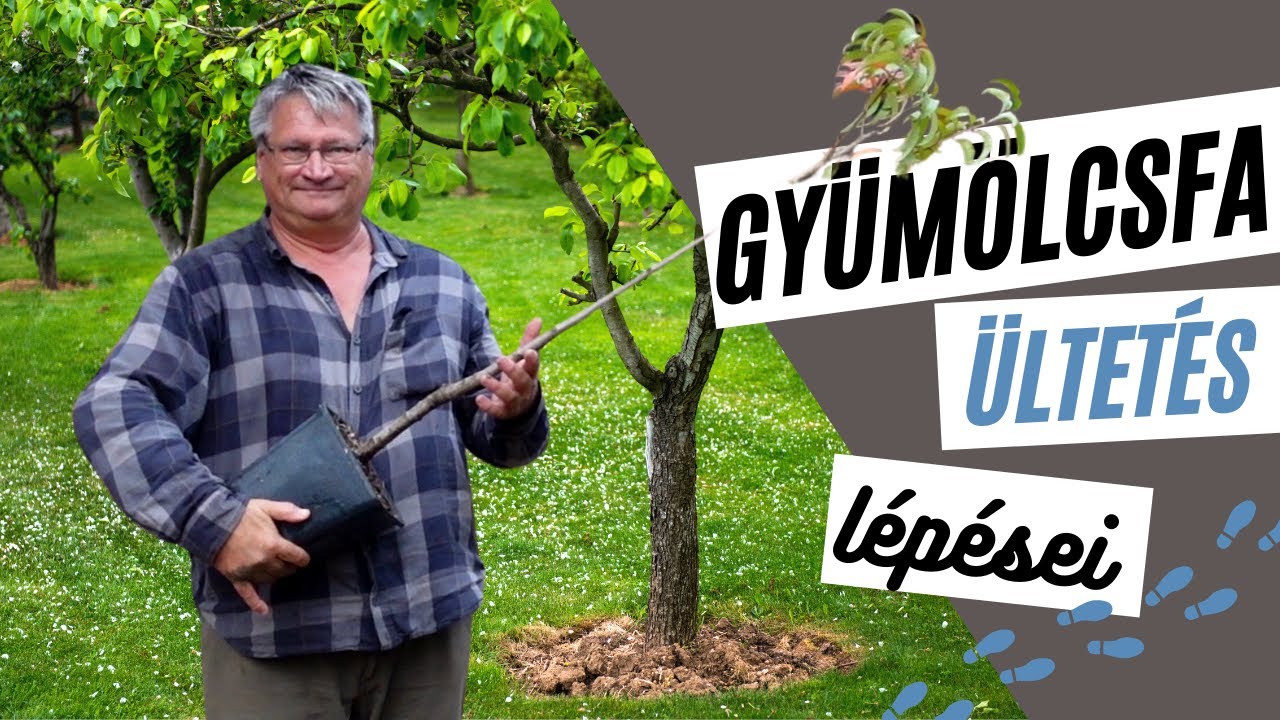 Gyümölcsfa ültetés lépései 🌳  - fa ültetése ősszel - Tanulj velünk!  I  Kreatív Farmer