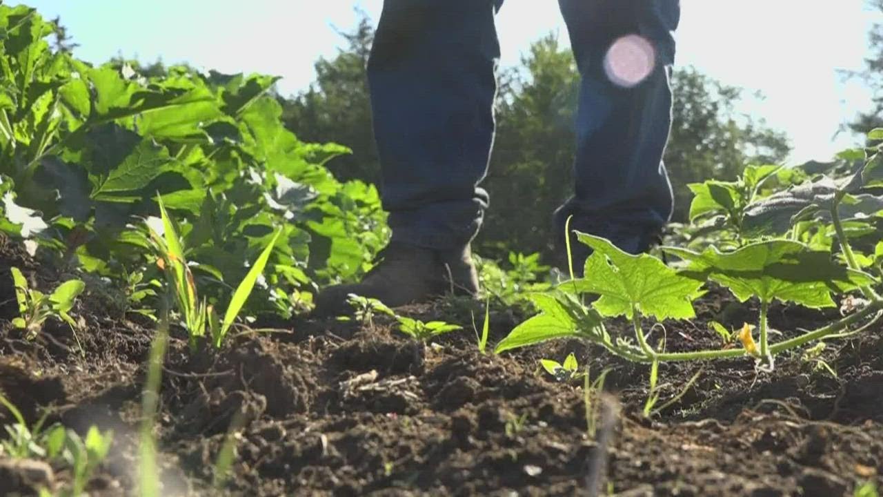 Farm-to-table: A Maine prison program provides better food for inmates