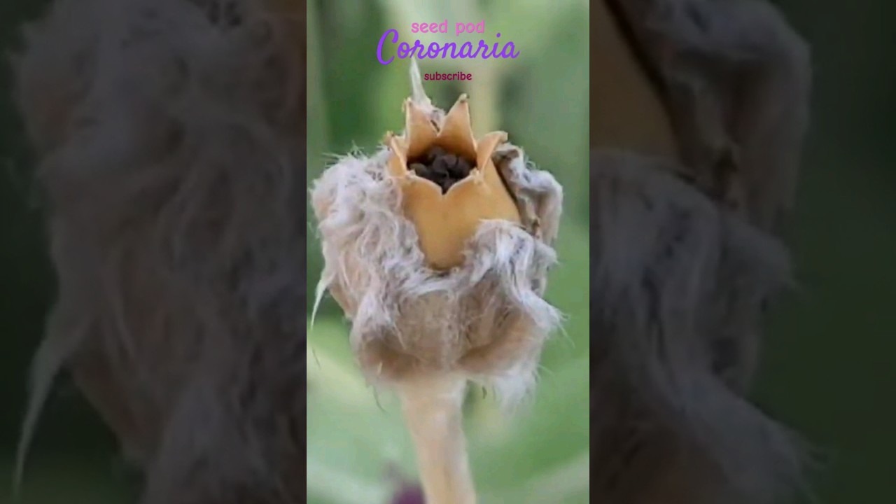 Coronaria Seed Pod