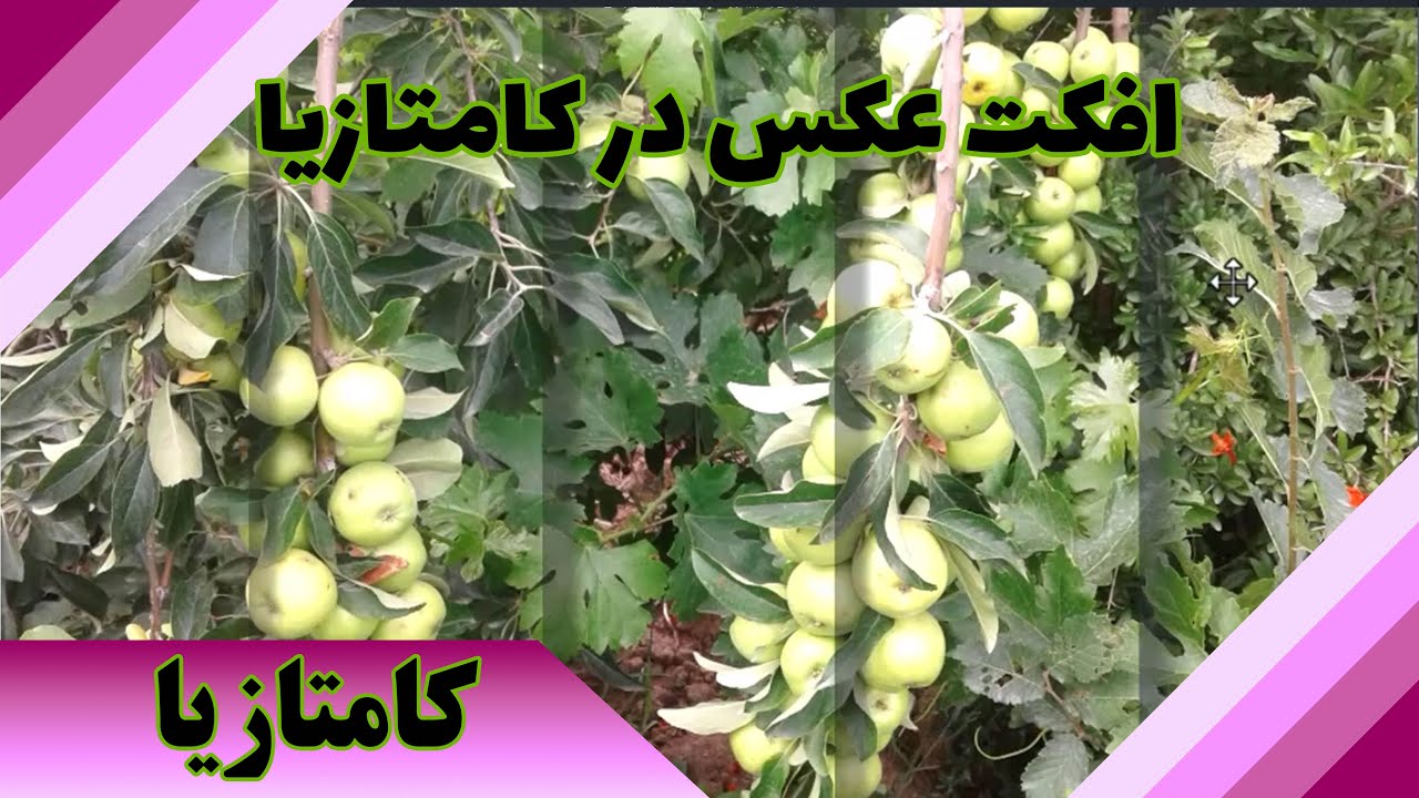 افکت عکس در کمتازیا