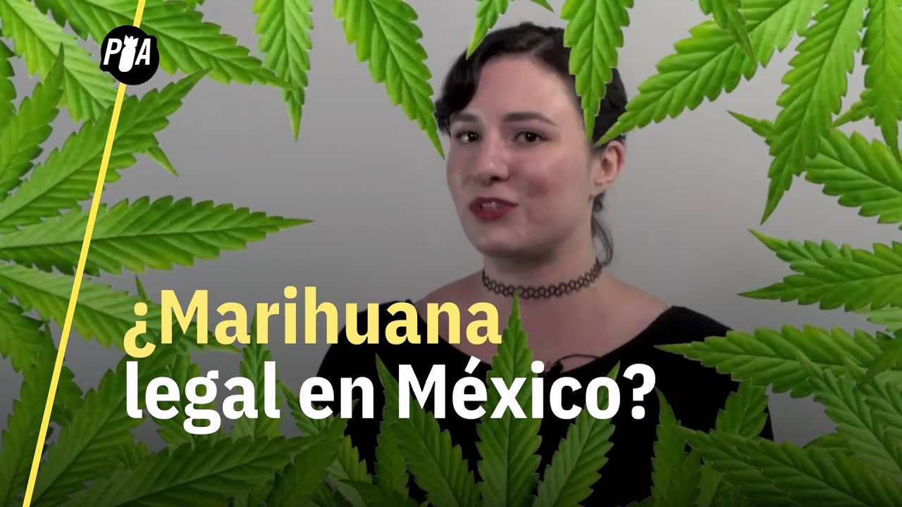 &iquest;C&oacute;mo conseguir marihuana legal en M&eacute;xico?