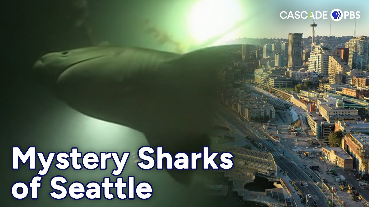 The Mysterious Sixgill Sharks of Seattle 🦈 | Cascade PBS