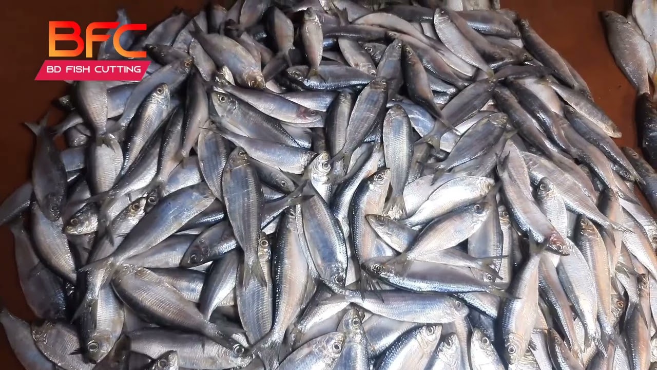 চাপিলা মাছ | Hilsa Fish | Hilsa Fish Bd Price | Cheap Rate hilsa fish | Big Hilsha Fish