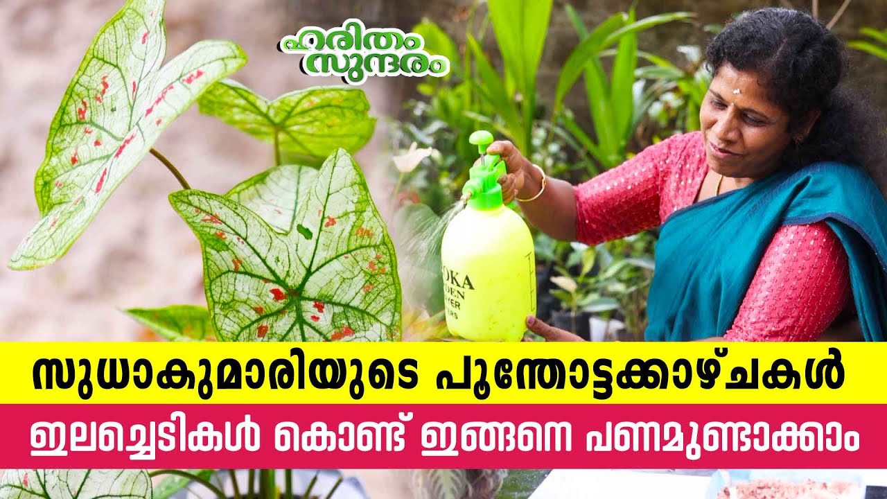 See how housewife Sudhakumari earns lakhs from gardening | Haritham Sundaram EP 436
