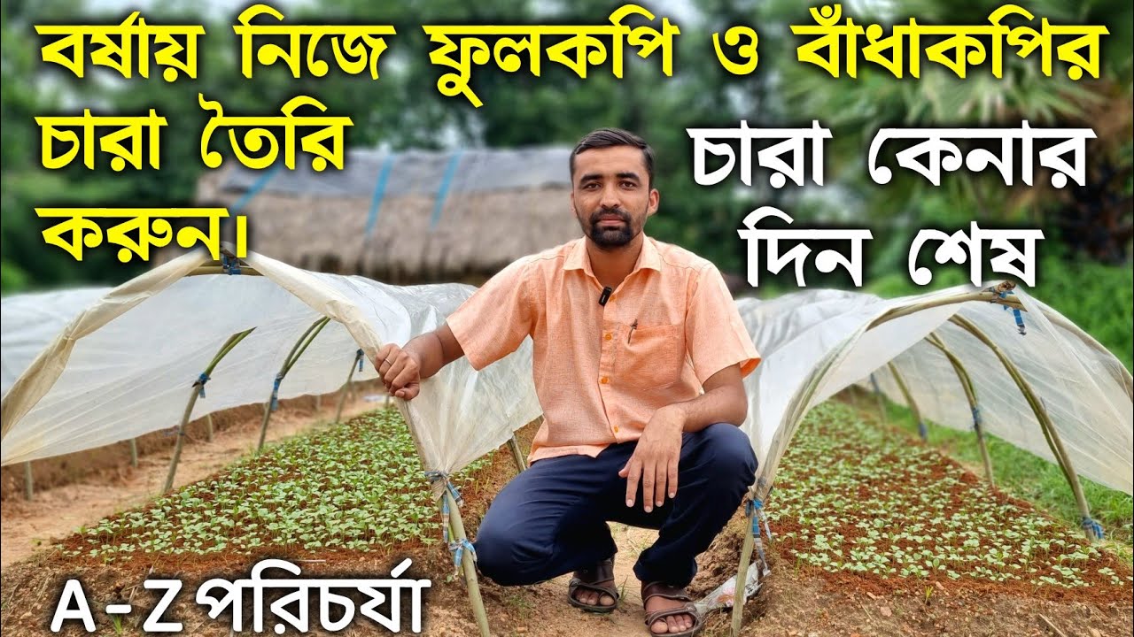 সহজে উপায়ে বর্ষাকালে ফুলকপি ও বাঁধাকপির চারা তৈরি করবেন কিভাবে? ফুলকপি,বাঁধাকপি চারার যত্ন-পরিচর্যা