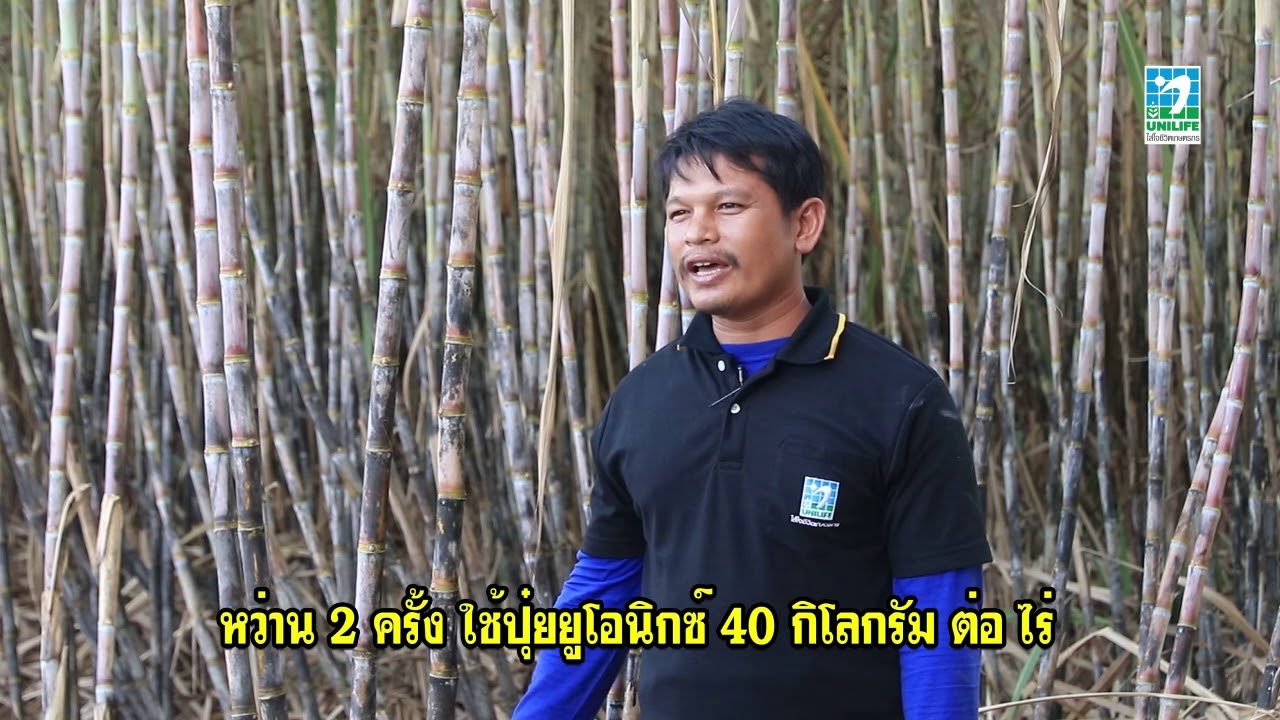 อ้อยลำใหญ่ ปล้องยาว ต้นสูง ใบเขียวเข้ม : สนใจสอบถามได้ที่ ไลน์ ไอดี 