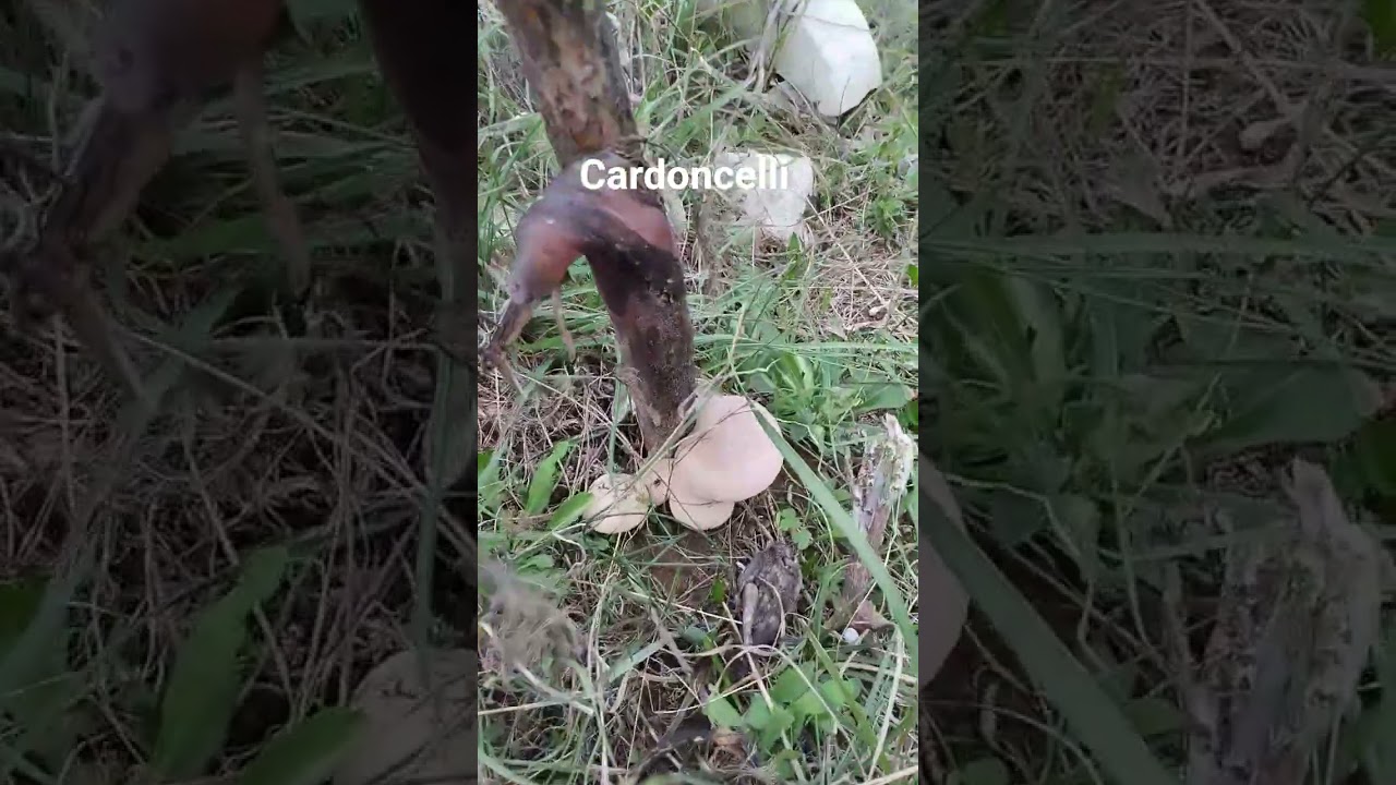 #mushroom #farming #villagelife #metaldetecting #nature #nature FUNGHI 🍄 CARDONCELLI  2025