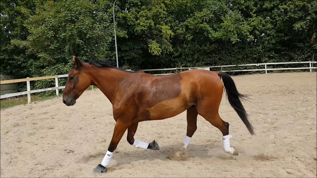 Eyecatcher - Treuer Begleiter f&uuml;r Sport und Freitzeit