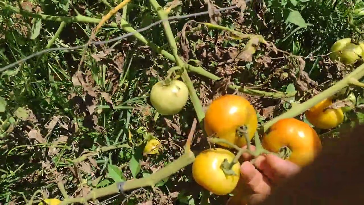Carruru pros porcos.colhendo tomates.