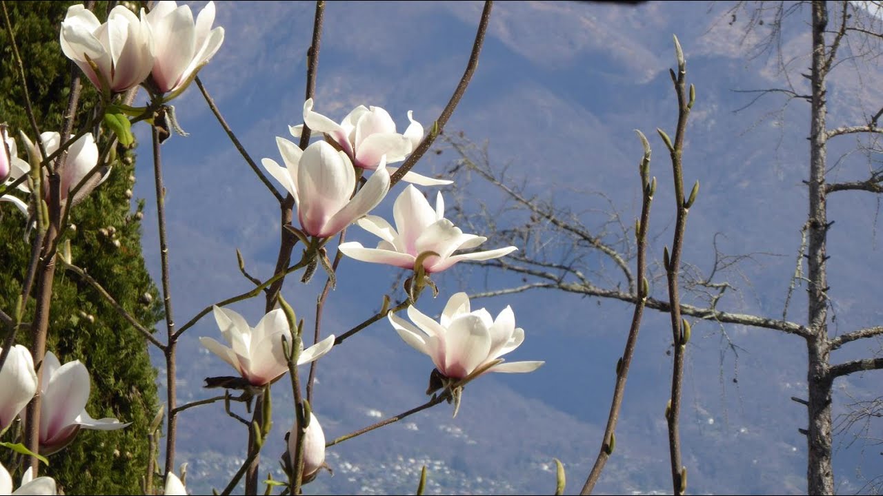 Alabardia - Parco Botanico Gambarogno - Magadino (TI) / 26.03.25