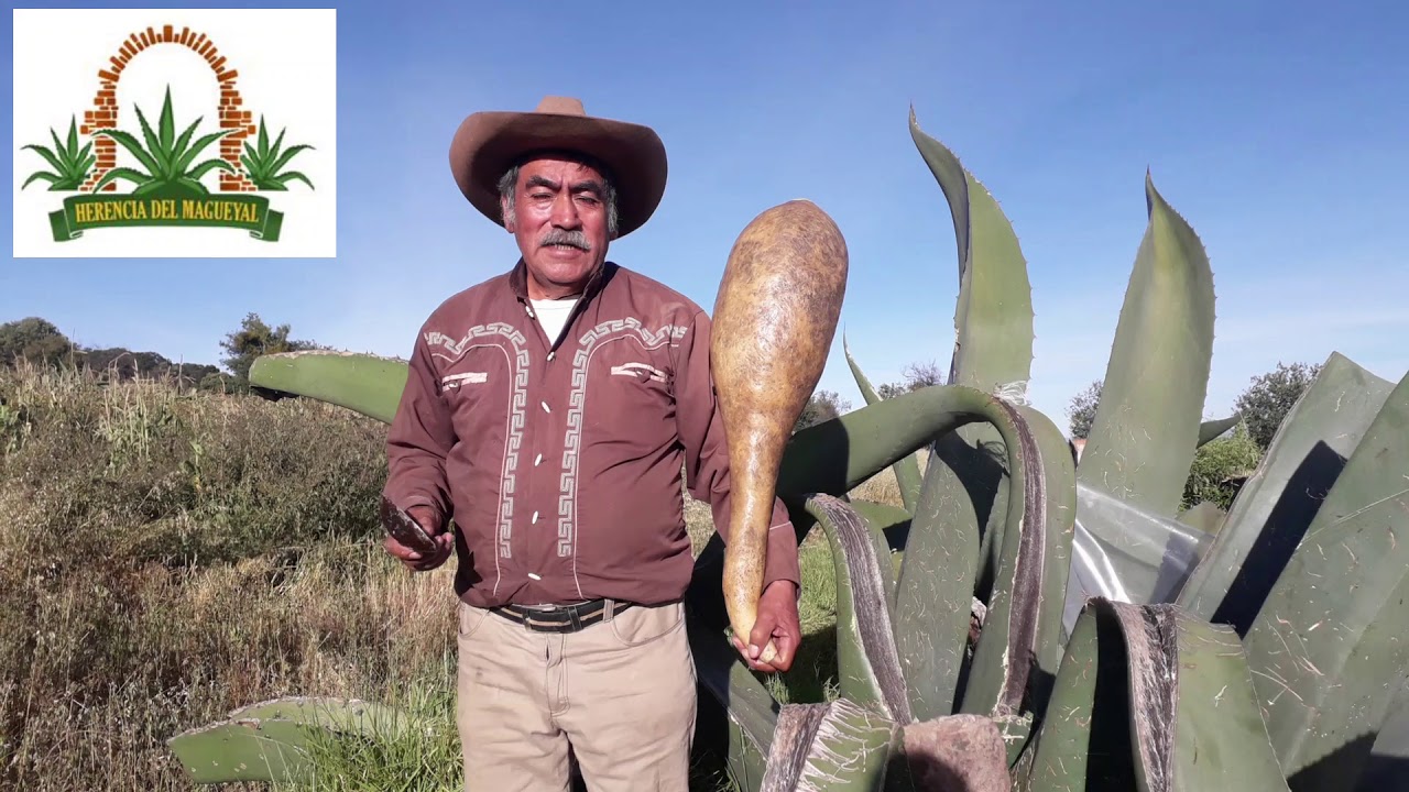 Como se sacan los Chinicuiles del Maguey