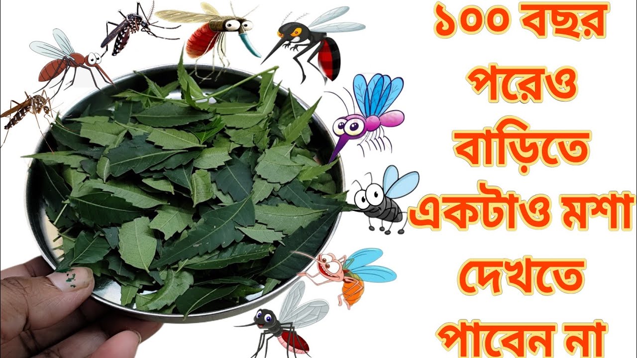 নিম পাতার মধ্যে এই দুটো জিনিস মিশিয়ে রেখে দিন 😱 জীবনে কখনো আর বাড়িতে মশা দেখতে পাবেন না