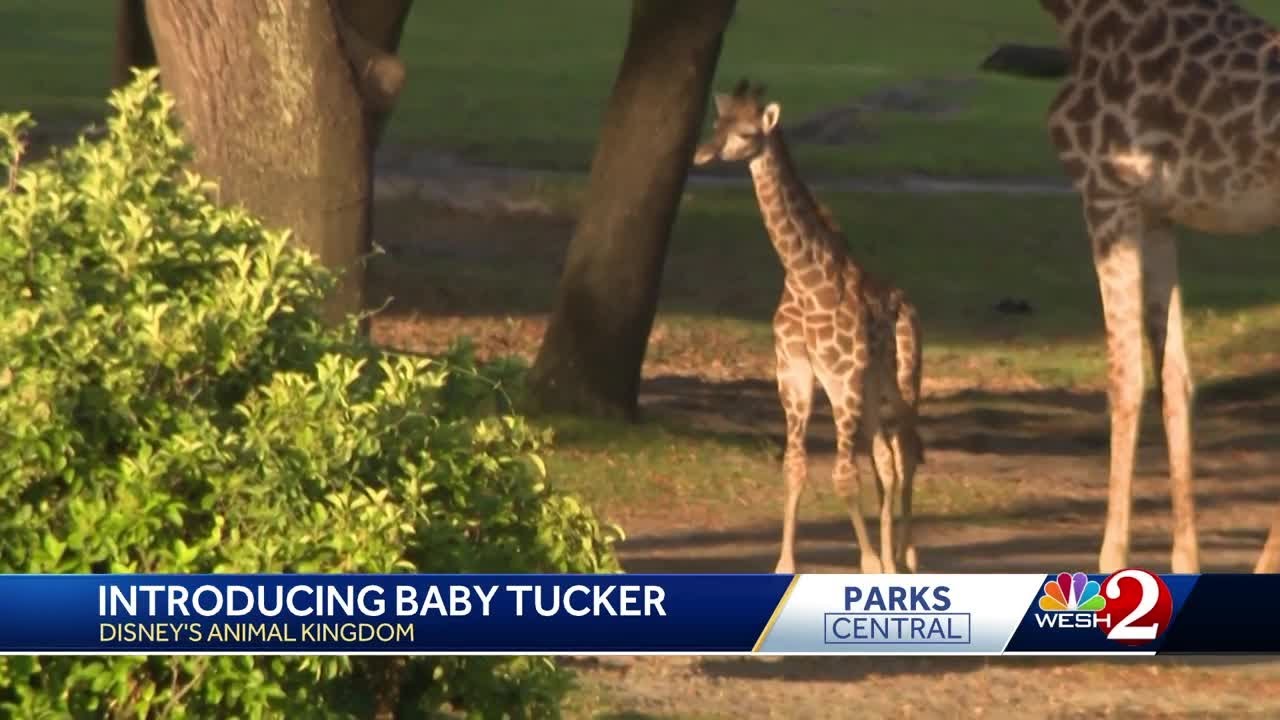 'He&rsquo;s out for the first time': Disney&rsquo;s Animal Kingdom has a new baby animal