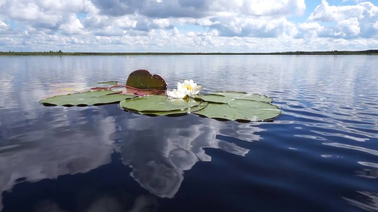 Катромское озеро. Лето.(июль 2016)