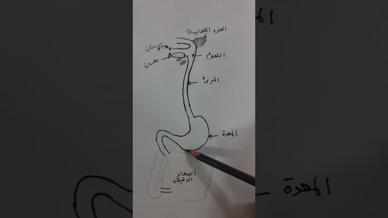  تركيب الجهاز الهضمي في الانسان   للثالث المتوسط في الكتاب الجديد ٢٠٢٦